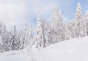 Fototapeta na wymiar Winter landscape with wide snowfields, frost covered trees after strong snowfall