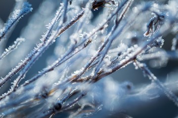 Abstract macro of white hoarfrost on plants