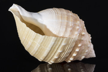 Sea shell of marine snails isolated on black  background close up