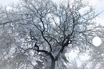 Fototapeta na wymiar bare branches of winter trees