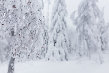 Naklejka na ściany i meble Fairy tale big christmas trees covered with white snow after heavy stormy snowfall