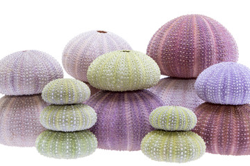 Group of sea shells of sea urchin ( Echinoidea)  on white background