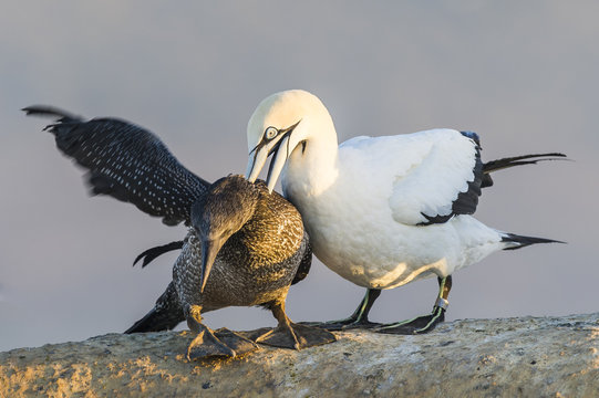 Adult Cape Gannet attacking a recently fledged juvenile 