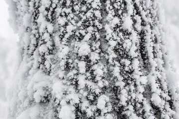 Birch tree covered by snow and frost texture
