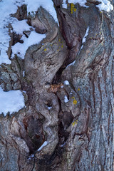 texture of tree bark in snow