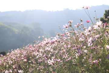Obraz premium Stock Photo:.Pink and red cosmos flowers garden, soft focus