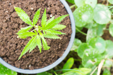 Baby cannabis plant in a flower pot