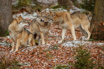 Eurasian wolfpack in nature habitat in bavarian forest, national park in eastern germany, european forest animals, canis lupus lupus