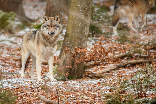 Fototapeta Eurasian wolf is standing in nature habitat in bavarian forest, national park in eastern germany, european forest animals, canis lupus lupus
