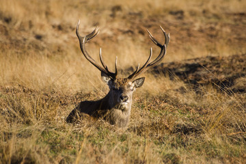 Red Deer Stag 01