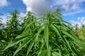 Lush marijuana leaves