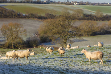 Obraz premium Sheep in A Frosty Field