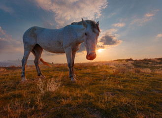 Obraz na płótnie Canvas White horse on mountain pasture at sunrise time.