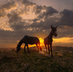 Beautiful sunrise landscape with horses. Horse and foal on mountain pasture under dramatic 