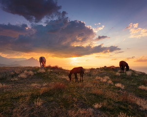 .Beautiful sunrise landscape with horses. Horse and foal on mountain pasture under dramatic cloudy sky..
