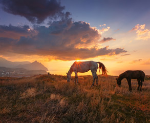 Fototapeta na wymiar Beautiful sunrise landscape with horses. Horse and foal on mountain pasture under dramatic cloudy sky..