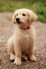 eight week old golden retriever puppy 