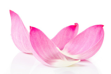 Closeup on lotus petal.