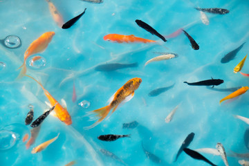 Little goldfish & Koi in Ponds for goldfish scooping game - Powered by Adobe
