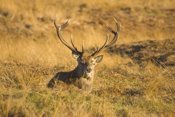 Red Deer Stag 06