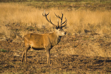 Red Deer Stag 04