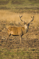 Red Deer Stag 03