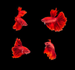 closeup red beautiful small siam betta fish with isolate backgro