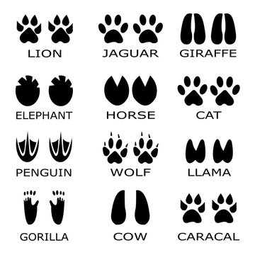 Animal footprints vector. Set foot prints animals