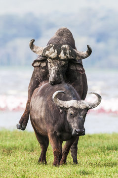 Cape buffalo mating, Lake Nakuru National Park, Kenya
