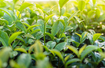 Obraz premium closeup of fresh green tea leaves at sunrise.Tea plantation.