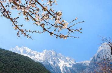 white cherry blossom