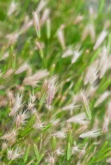 Wild green cereal ears in field, background