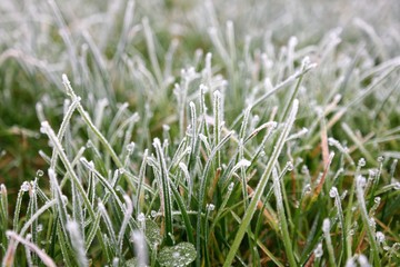 Close-up of cold dew in the grass in the morning,  with daylight. A photo of a winter phenomenon in nature.