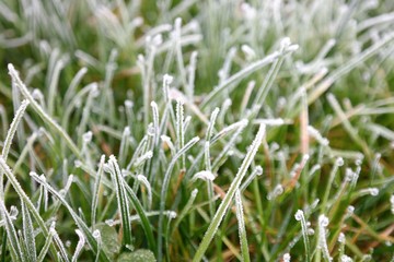 frosted grass in the morning