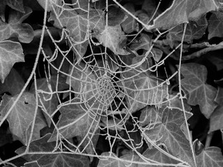 a frozen spider web