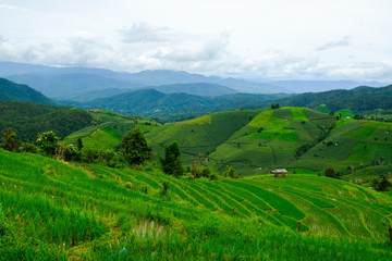 Beautiful rice terraces at Ban Pa Pong Pieng, Mae chaem, Chaing