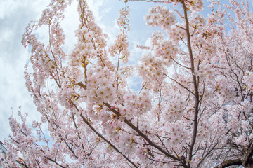 Cherry blossom tree at Yamagata , Japan with sun light for backg