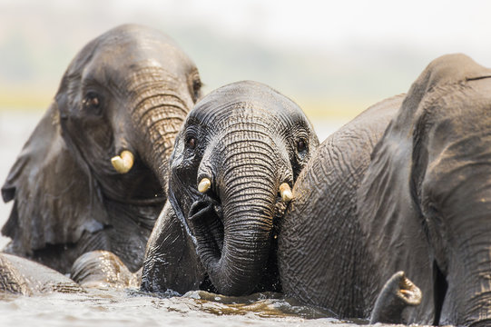 African Elephants swimming across the Chobe River