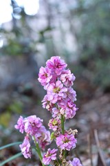 淡いストックの花