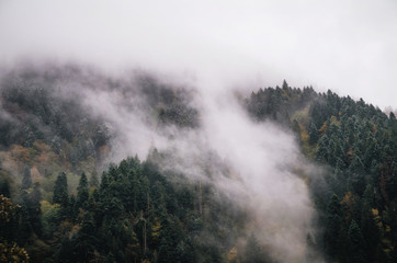 Snowy trees in a fog cloud on the mountain, Evergreen Forest in winter, Racha, Georgia