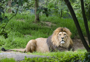 Naklejka premium lion king in zoo