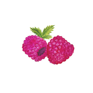 Watercolor Raspberry Fruit Hand-Painted Isolated