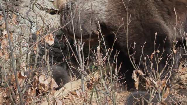 Brown bear mother with offspring