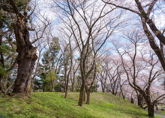 Japan cherry blossoms background
