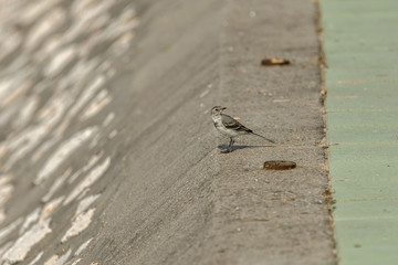 Sparrow on a concrete