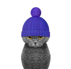 winter cat in a wool hat