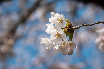 cherry blossoms