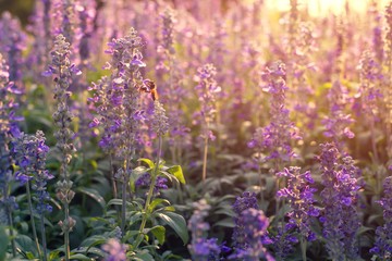 Fototapeta na wymiar Close-up lavender flowers in the garden