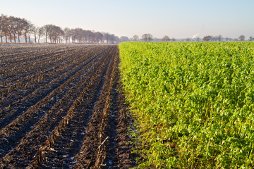 Frozen White mustard, grown as green manure