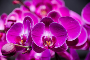 Naklejka na ściany i meble Branch of pink orchids
